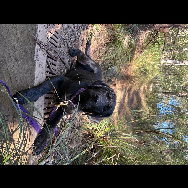 Hettie on her bush walk today