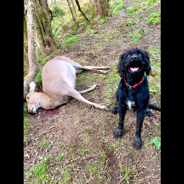 Hunting today