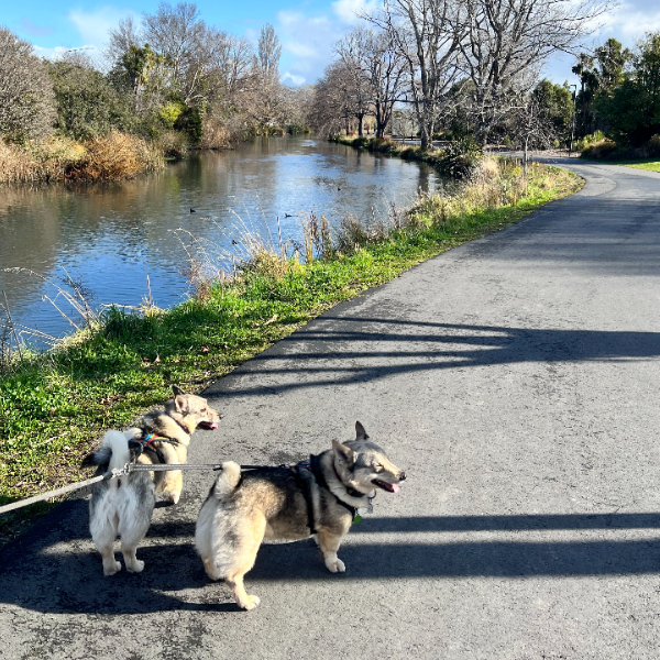 A gloriously beautiful winter day for a longer walk!