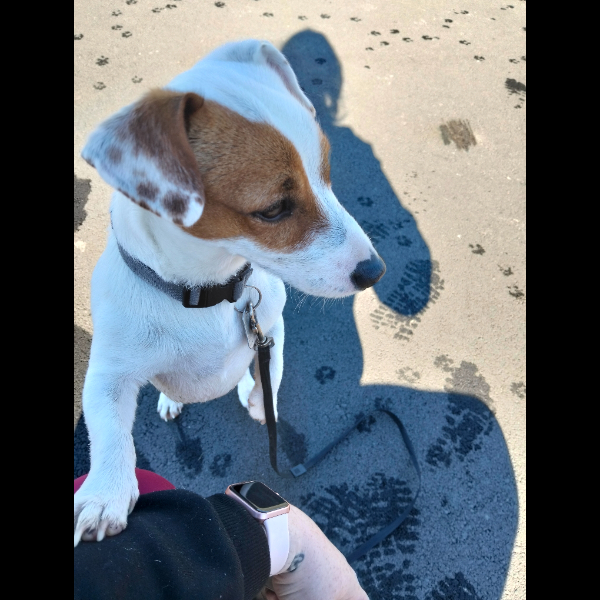 Buzz Day 1+2 merged walk