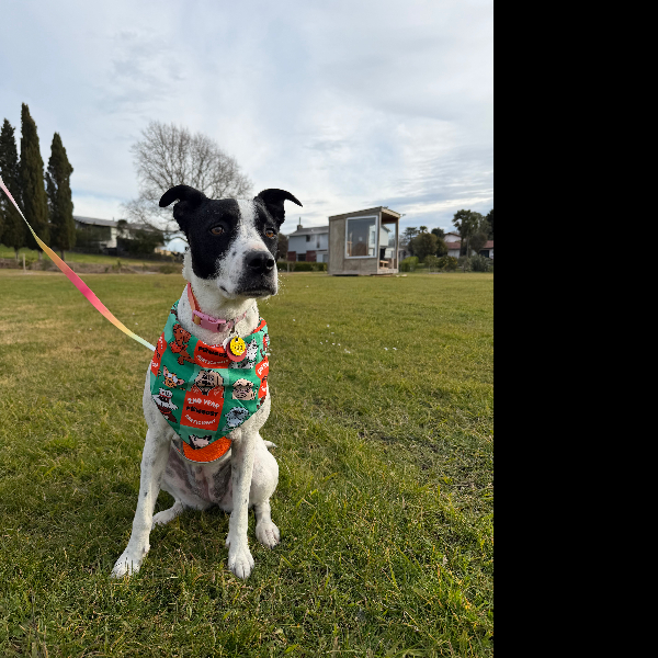 Cookies Bandana