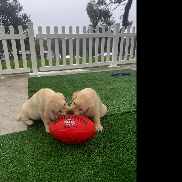 Pups get their first footy