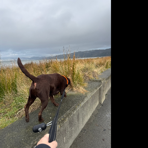 Petone walk