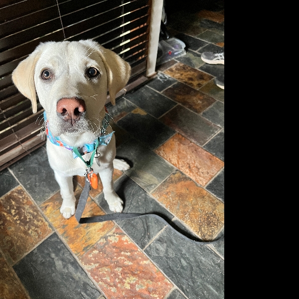 Charlie ready for his morning walk