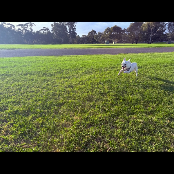 Speedy Sadie
