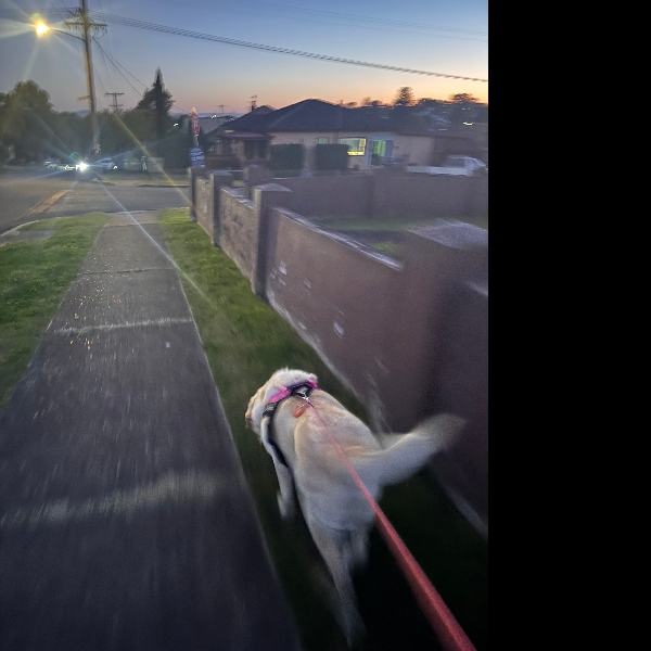 The last PAWGUST walk.