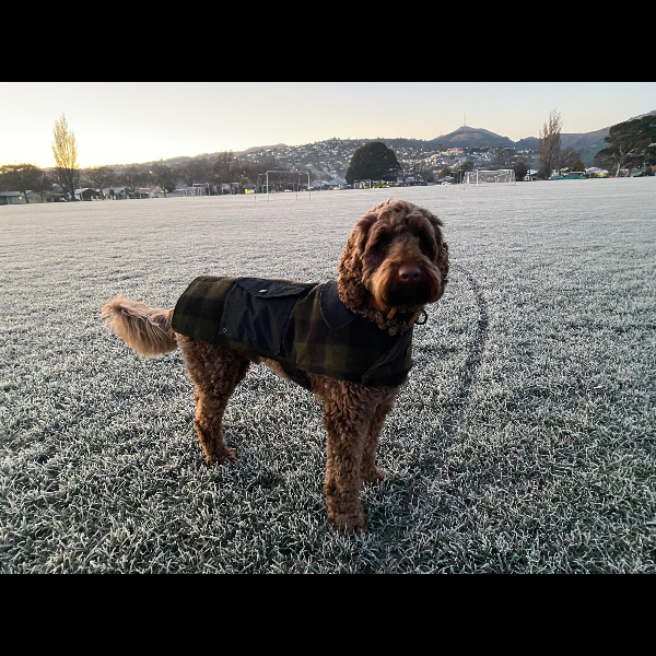 Milo sporting his Swandri on a frosty -3deg morning.