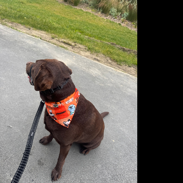 New pawgust bandana