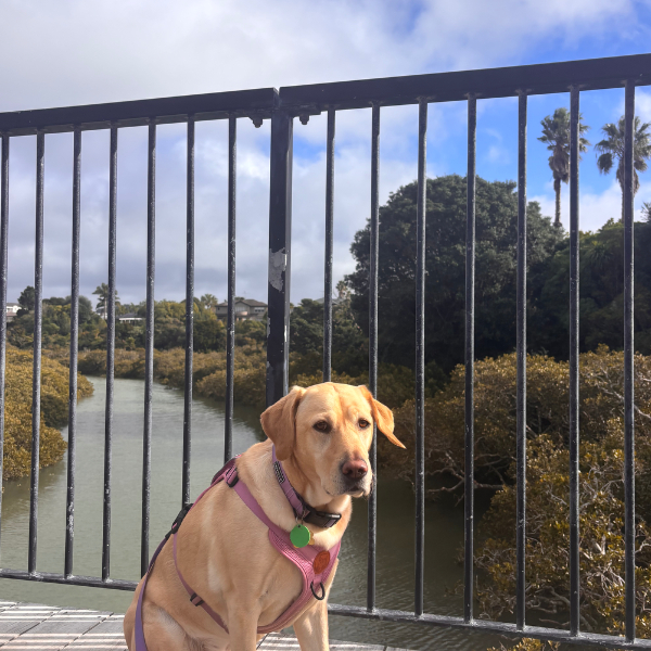 Day 16 Te Ara Tahuna Estuary Cycleway and Walkway