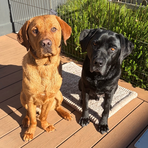 Bathed, fresh, and ready to strut our stuff for DAY ONE! 🛁✨🐾 PAWGUST, we’re coming for you! Let the adventures begin! 🧡🦮