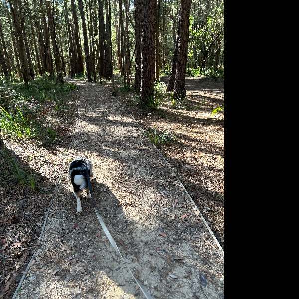 Day 4 @ Watagan State Forest