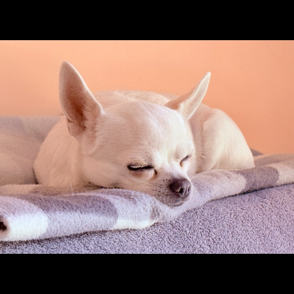 Pawsitively Pooped