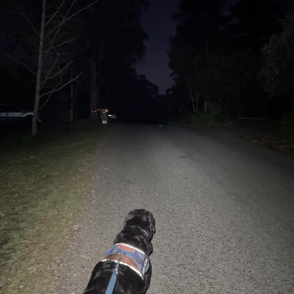 Walk 14 - Night Adventures, Nelson was very brave.
