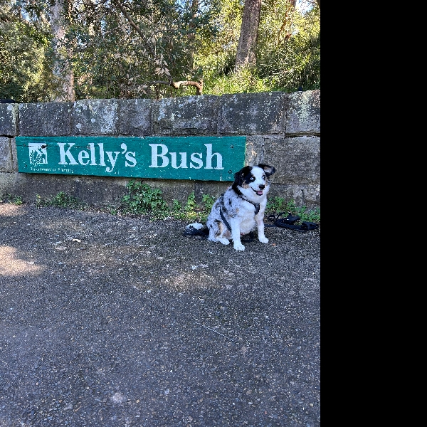 Day 8 @ Woolwich Bush walk