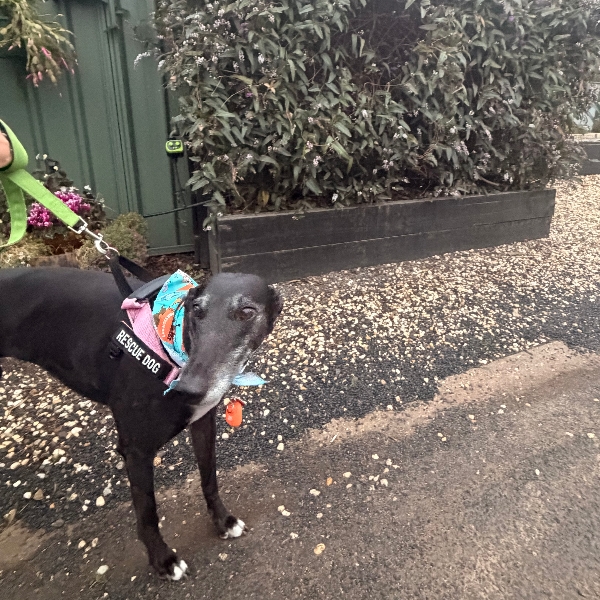 Not so fond of the rainy walks but rocking the Pawgust bandanna with pride!