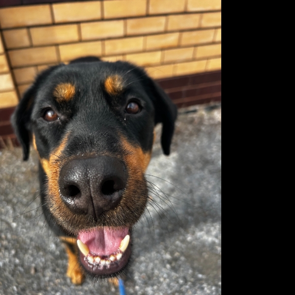 Paw-sitive Vibes Only ??