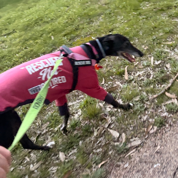 Happier with the first walk not in the rain!