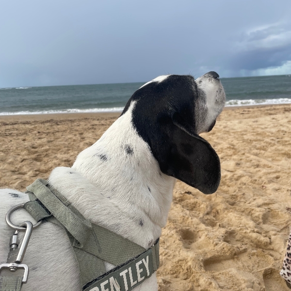 Beach walkiesss