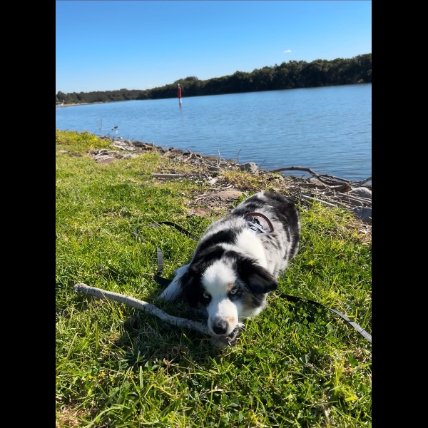 Day 7 @ Parramatta River- Post walk celebratory stick