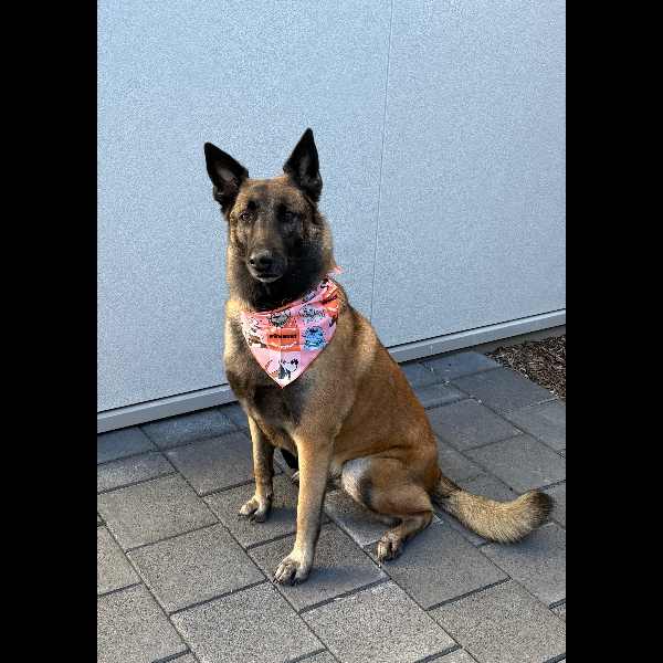 Pawfect pop in her Pawgust bandanna 😁🐾❤️