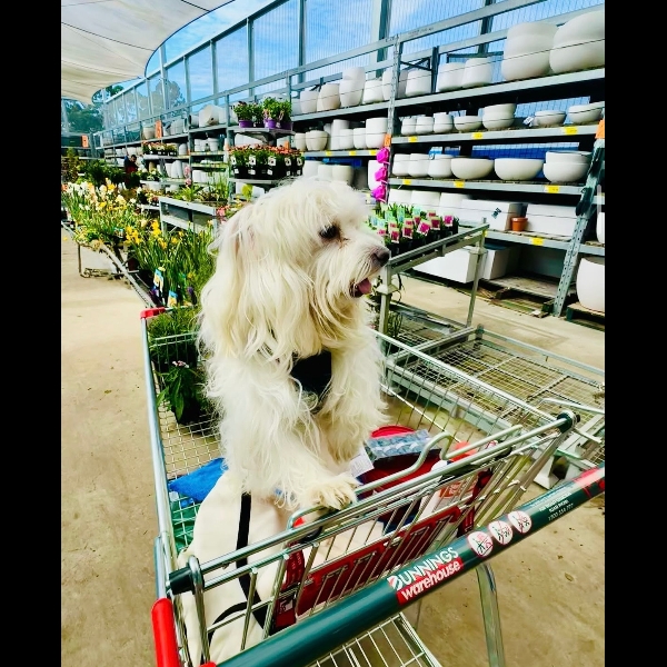 Shopping for flowers