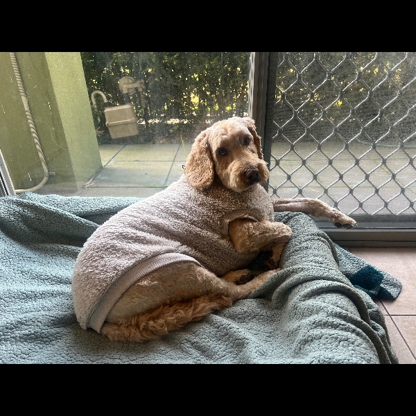 Ollie all warm and cosy for our evening walk today