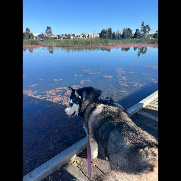 looking for fish...