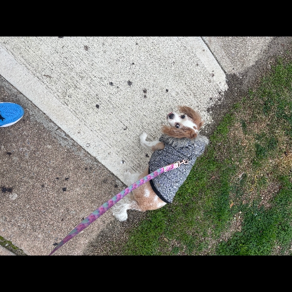 Pre Pawgust Training