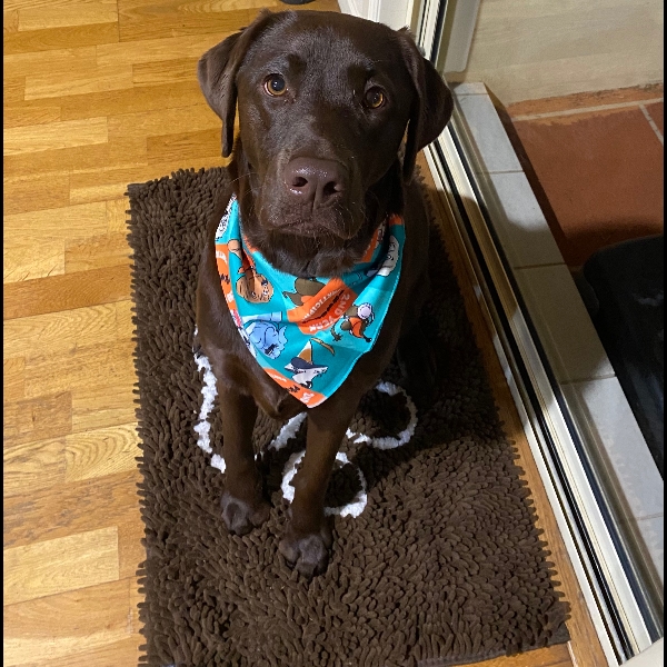 Ready to walk 100 km - not in one day