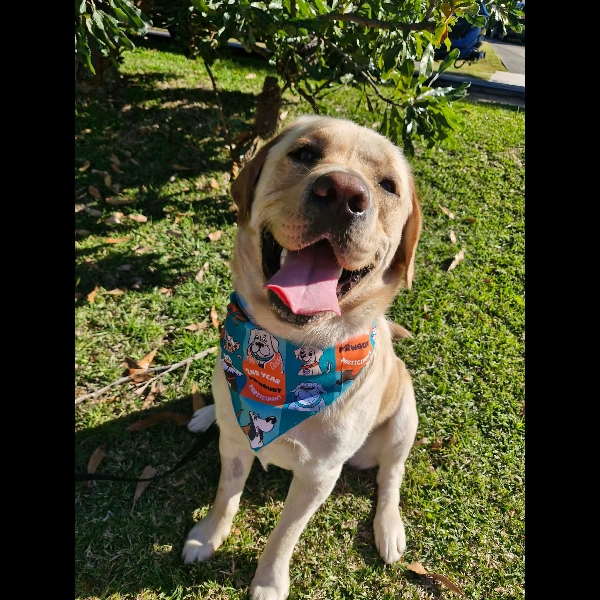 Braxie is ready for the PAWgust Challenge!