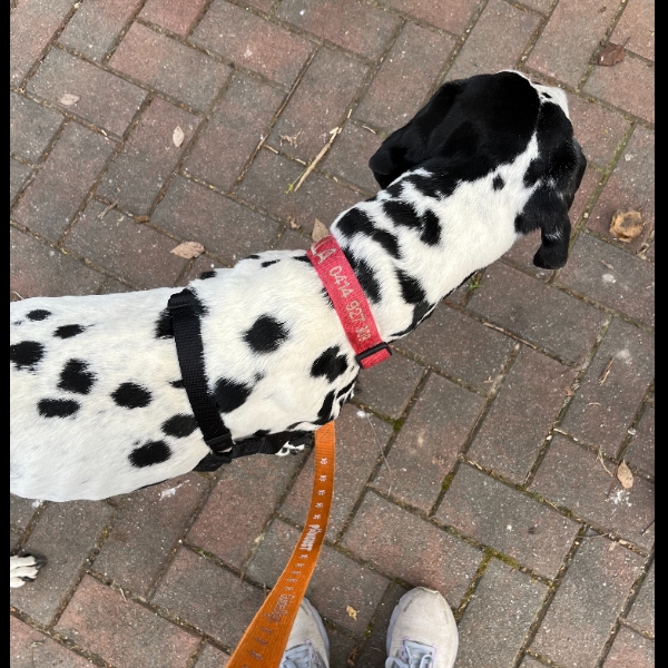 Bella with her PAWGUST lead