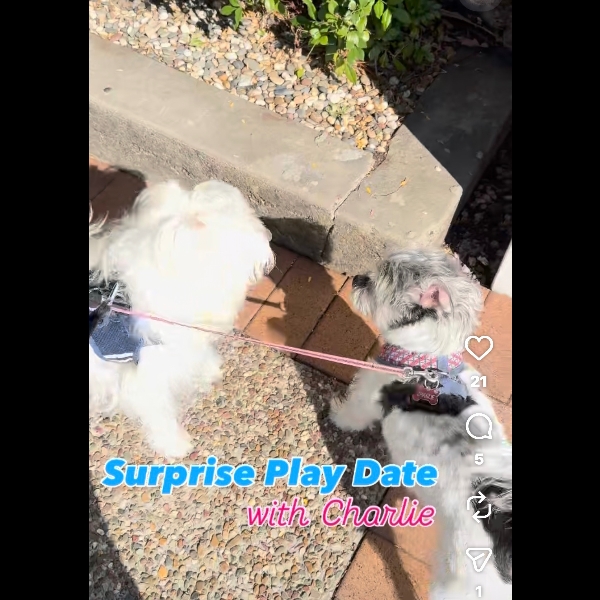 Day 6 Surprise Play date