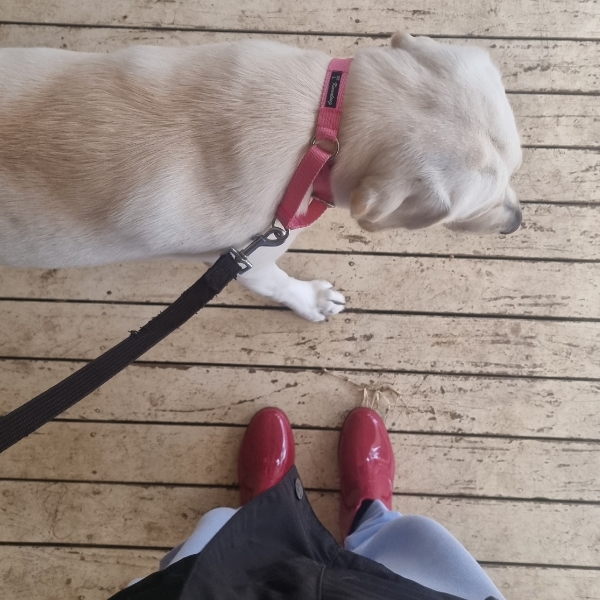 20220705 Finally rain stopped for walkies. Rain boots and jacket on