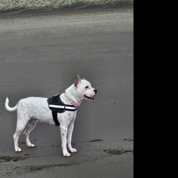 Beach Walk