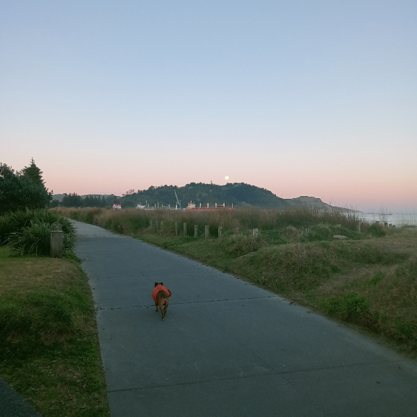 Moonrise 🌝 Lilo in a rush to get home to his 5 o'clock bikkies, 10mins late mum !!