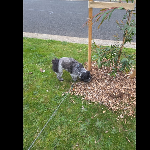 Enjoying the newly planted trees along my walking path. More local news sniff and catch-up on π