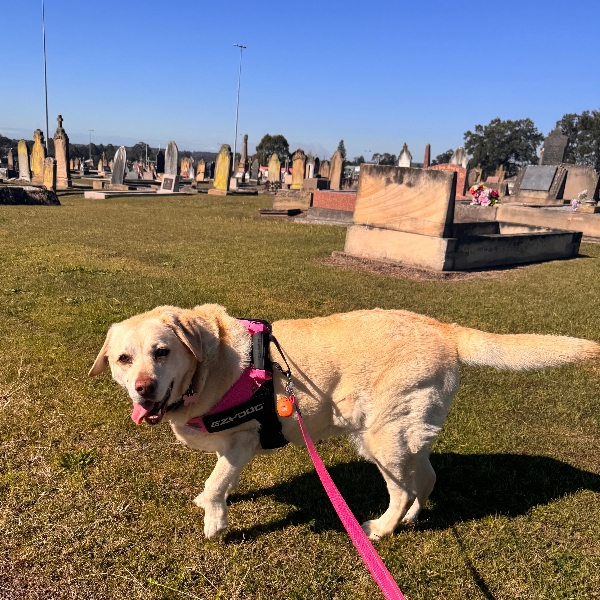 Rosie is always so happy!