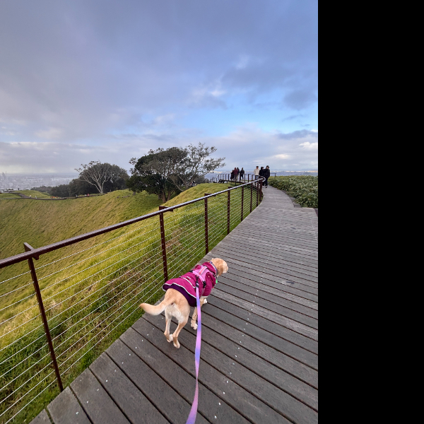 Day 3 Mt Eden
