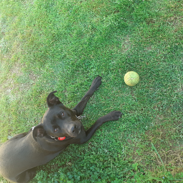 Throw the ball mum!