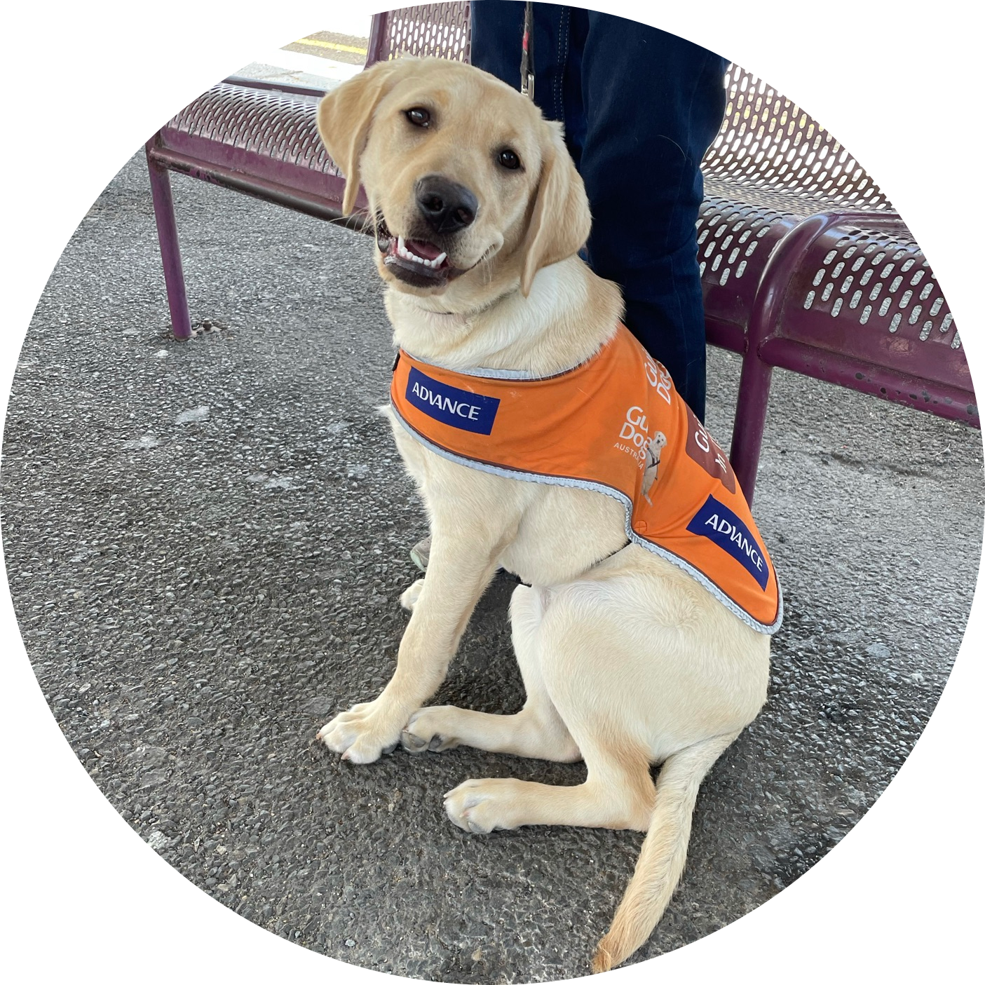Image shows Riley sitting perfectly next to his handler. Image shows Riley sitting perfectly next to his handler.