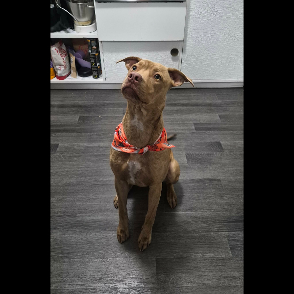 Ready for pawgust