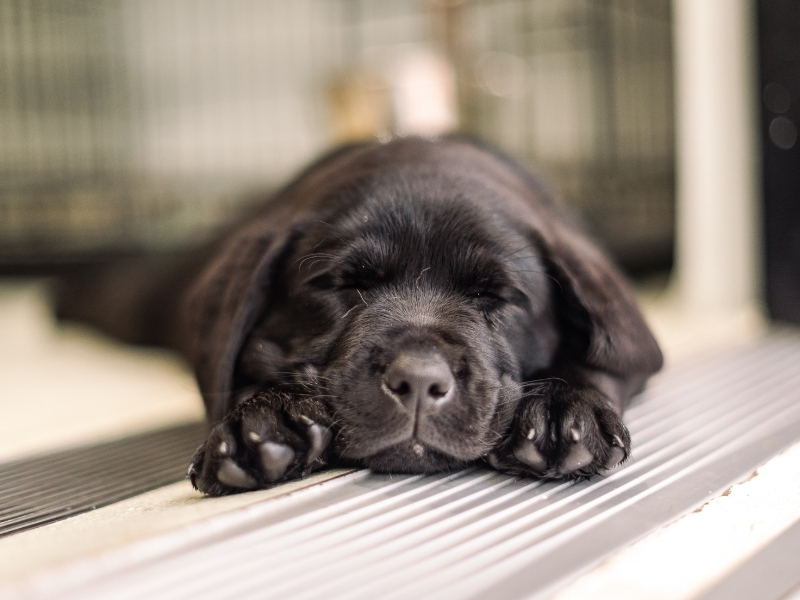 A black guide dog puppy sleeping.