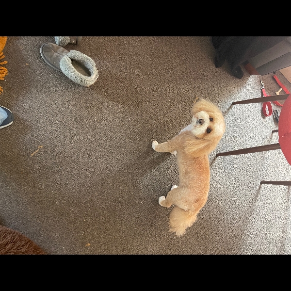 Oli