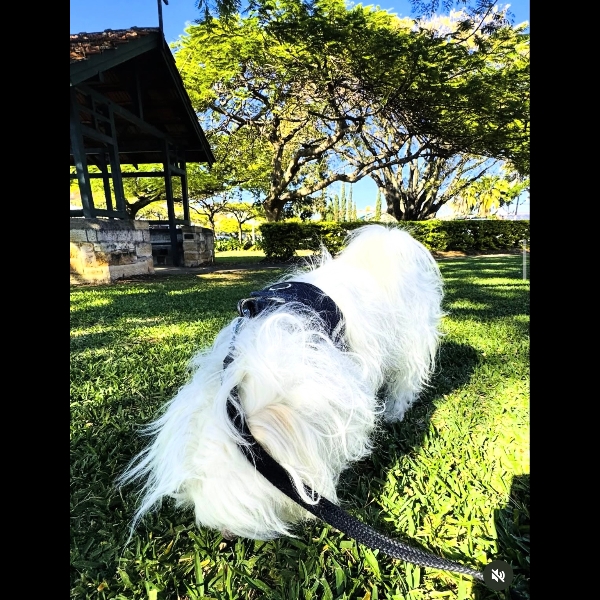 Nose down tail up