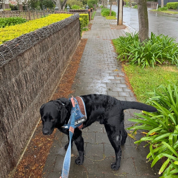 Walk 19 - We're singin in the rainnnnn!