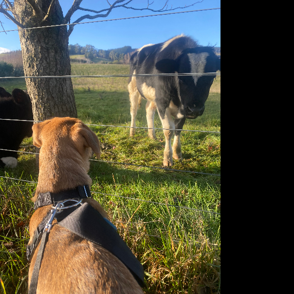 Making new friends