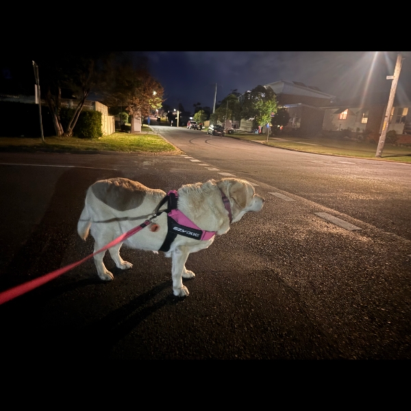 Windy night walkies w/ Rosie.