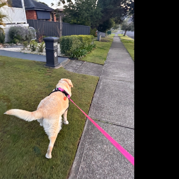 Prefers the grass over the concrete.