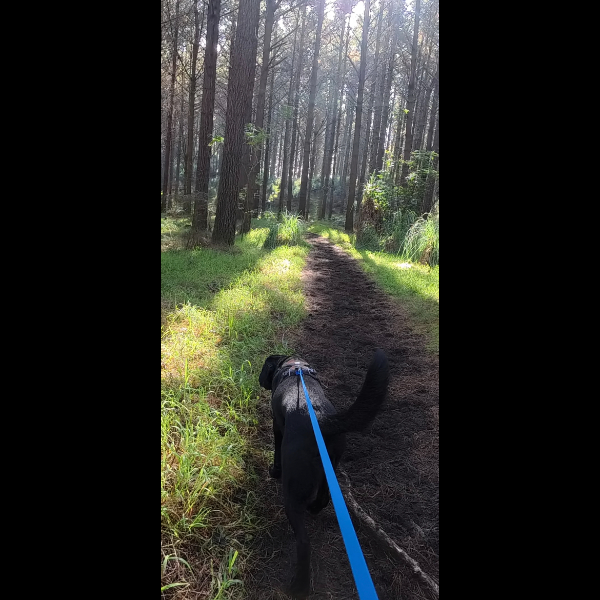 20260802 Waiuku Forest North