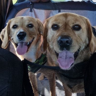 The Cavadorable Boys